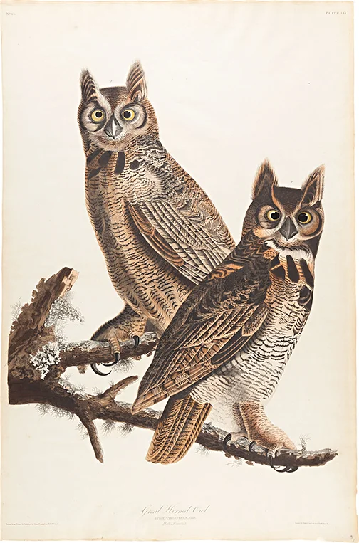 BIMI-1 Audubon Great Horned Owl.jpg