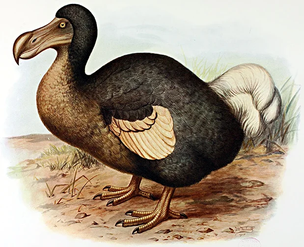 BIMI-4 Frohawk_Dodo.jpg
