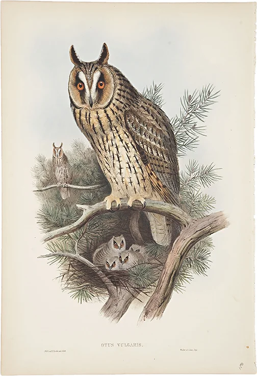 BIMI-8 Gould Owl 4.jpg