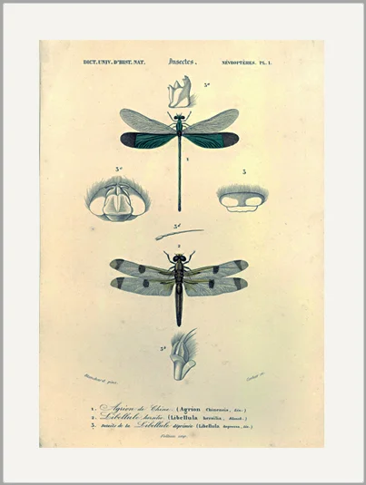 antique engraving dragonfly greeting card