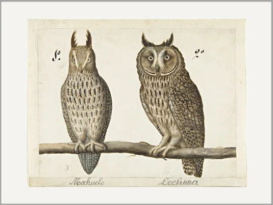 antique owl couple greeting card
