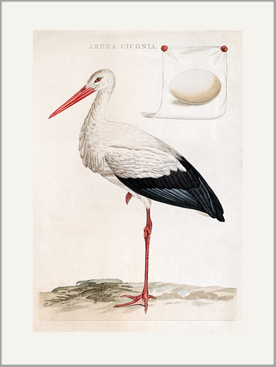 antique engraving stork greeting card