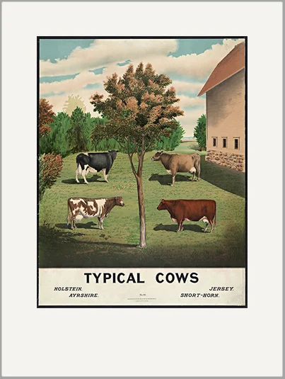 vintage advertising greeting card typical cow