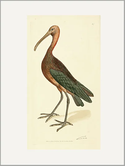 antique sowerby engraving greeting card