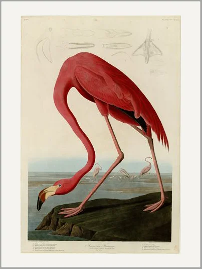 audubon flamingo greeting card