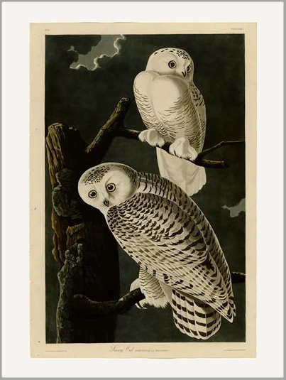 audubon owl greeting card