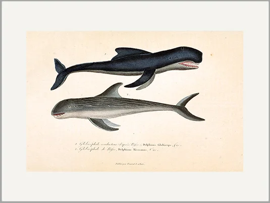 whales antique engraving greeting card