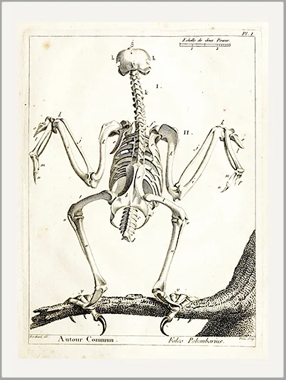 bird skeleton antique engraving greeting card