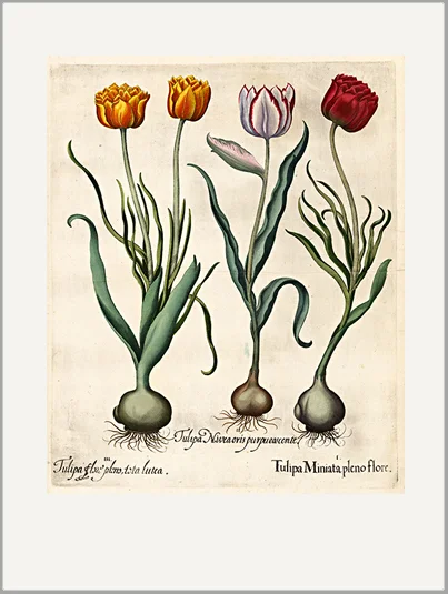antique beseler engraving greeting card