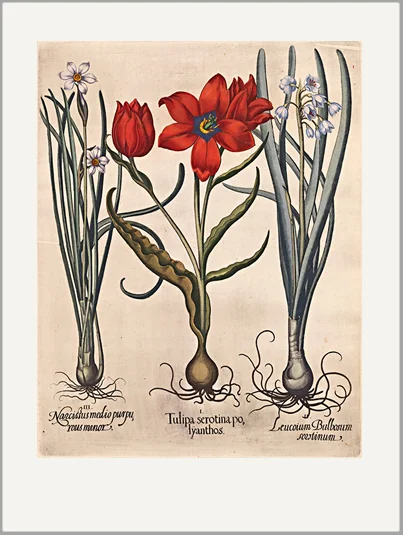 antique botanical engraving giclee greeting card