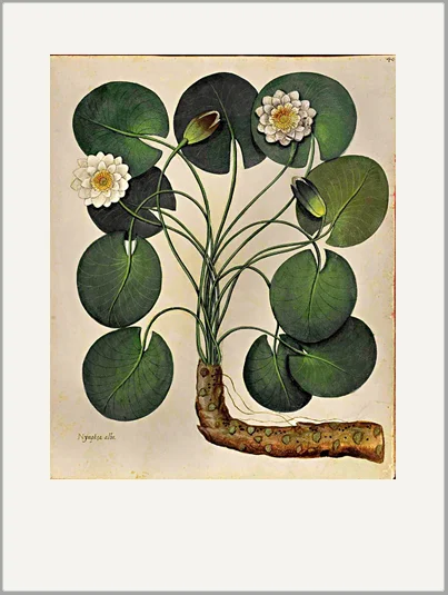 antique engraving botanical greeting card