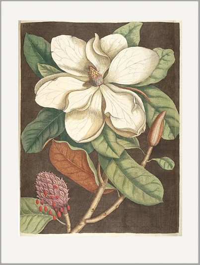 antique engraving magnolia greeting card