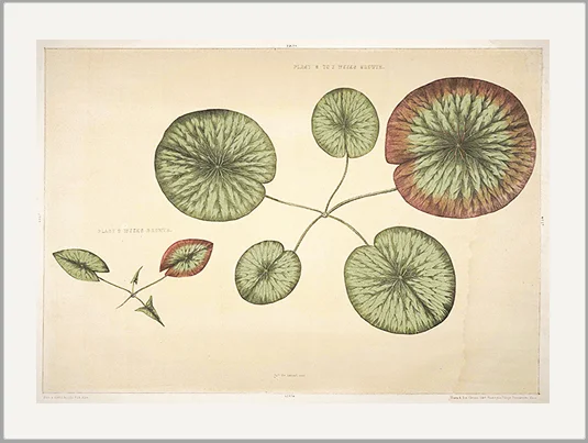 antique engraving lily pad greeting card