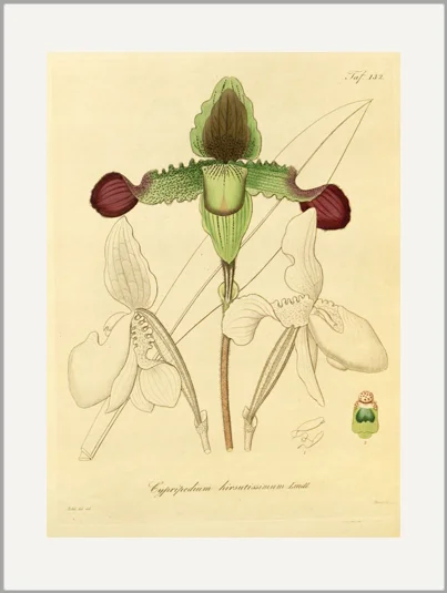 orchid antique engraving greeting card