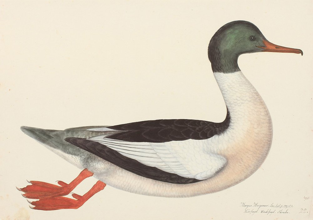 Olof Rudbeck Swedish Bird Goosander Duck Prints Designer Wall Art Museum Outlets