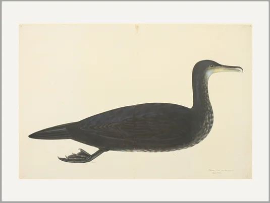 olof rudbeck comorant swedish greeting card