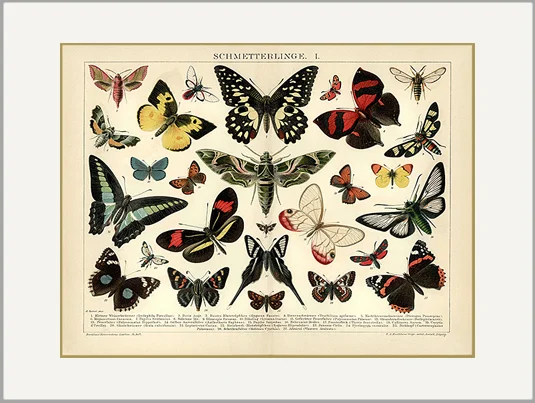 schmetterling butterflies antique engraving greeting card