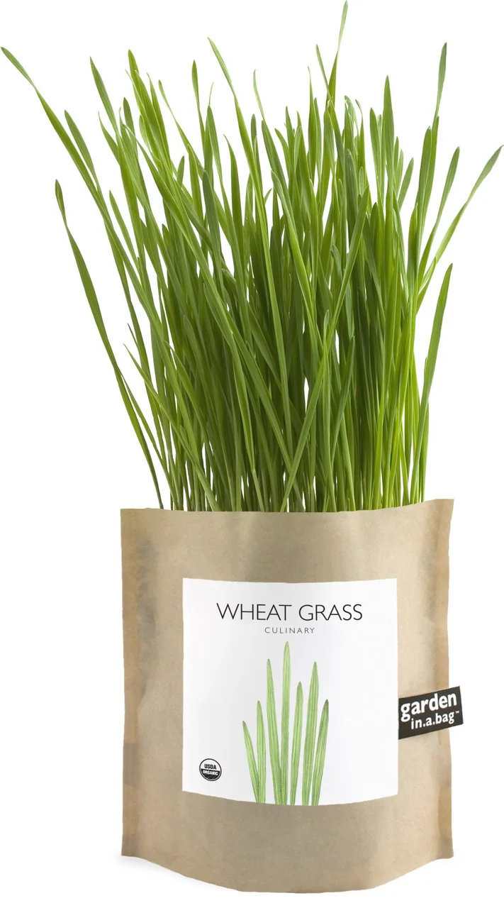 garden-in-a-bag-wheat-grass-garden-gift.jpg