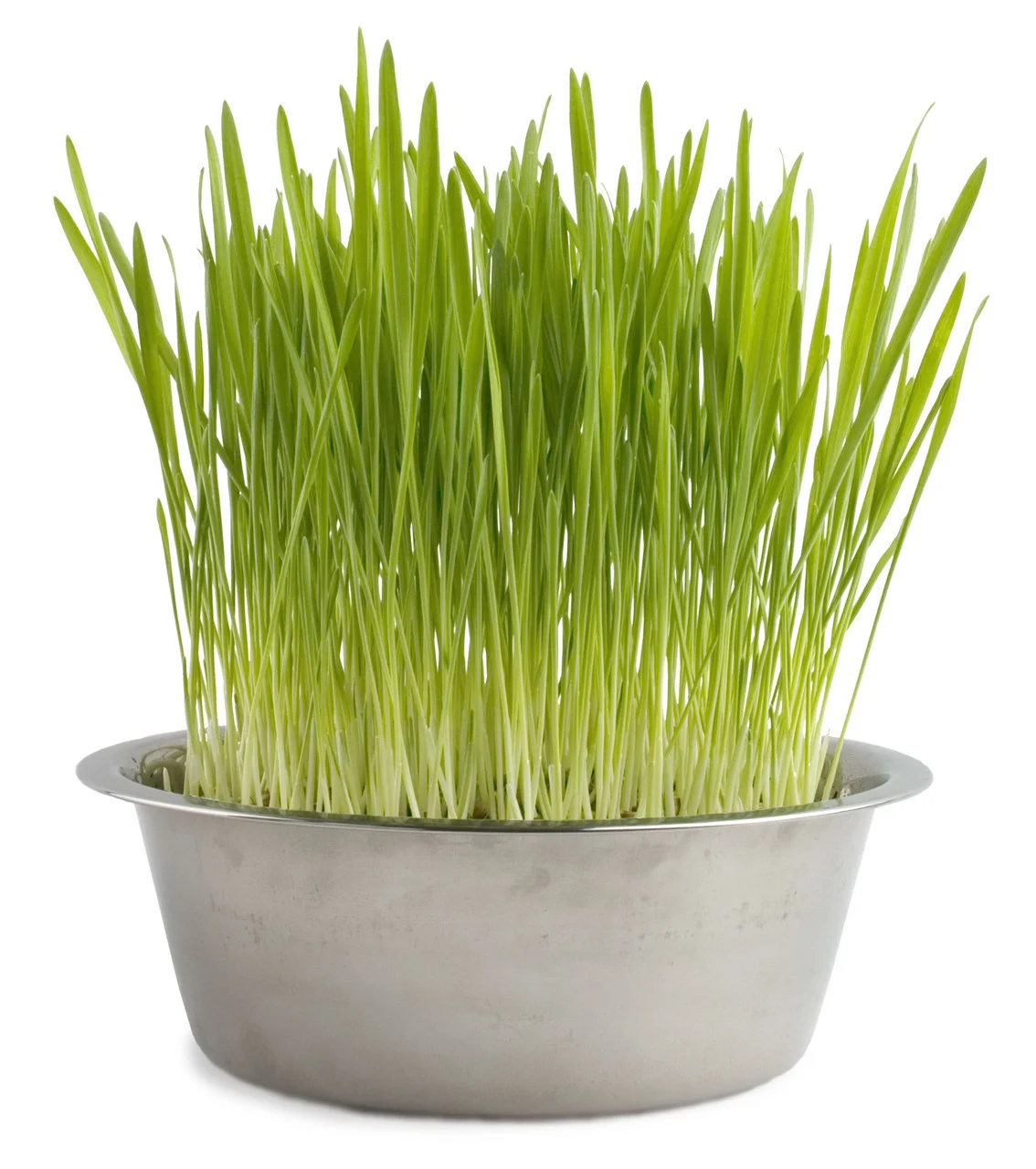 organic-cat-grass-pet-bowl-unique-gift-museum-outlets-.jpg