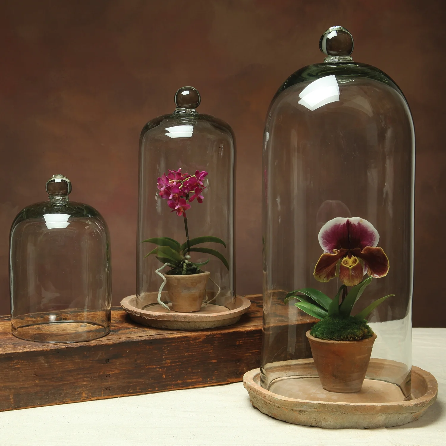 glass-dome-terra-cotta-tray-terrarium-museum-outlets.jpg