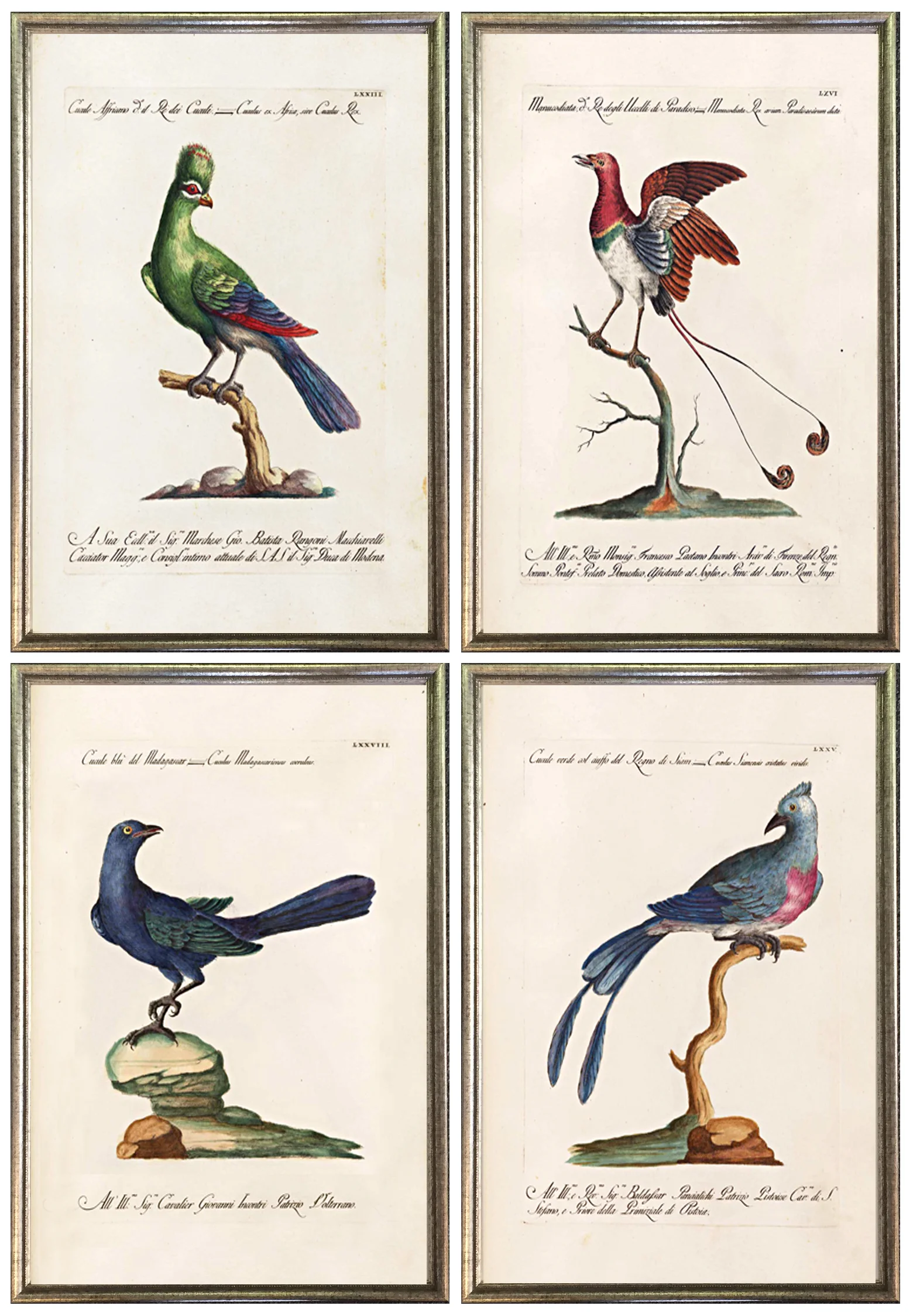 antique-bird-prints-grouping-framed-museum-outlets.jpg