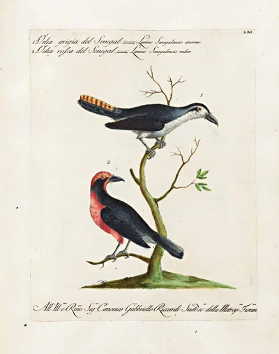 antique-bird-prints-Velia-Grigia-Sofia-framed-museum-outlets.jpg