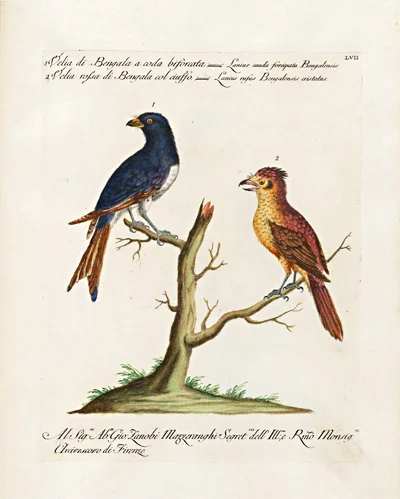 antique-bird-prints-velia-Bengala-Rosa--giclee-museum-outlets.jpg