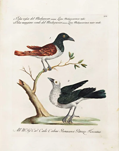 antique-bird-prints-velia-rosa-madagascar-verde-museum-outlets.jpg