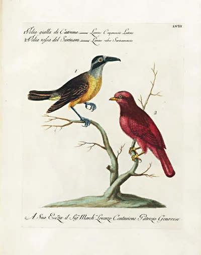 antique-bird-prints-velia-gialla-surinam-museum-outlets.jpg