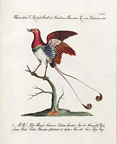 17th Century Antique Bird Prints Bird of Paradise