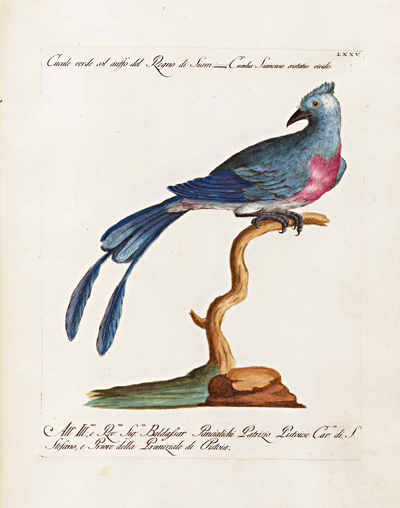 antique-bird-prints-cucule-regno-del-Siam-museum-outlets.jpg