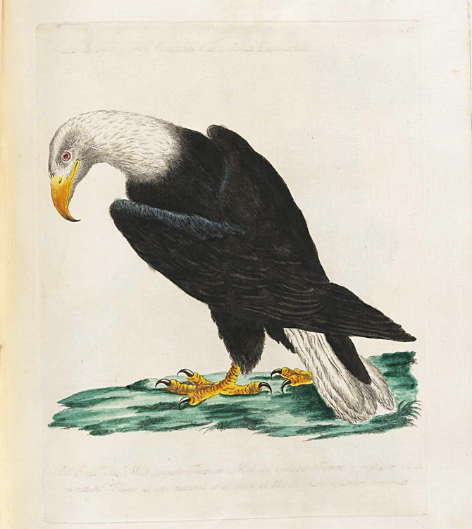 antique-bird-prints-bald-eagle-framed-museum-outlets.jpg
