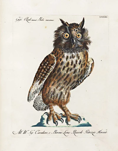 antique-bird-prints-Owl-framed-museum-outlets.jpg