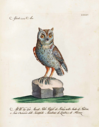 antique-bird-prints-Owl-giclee-framed-museum-outlets.jpg