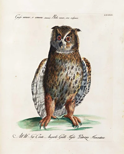 Owl-antique-prints-framed-giclee-museum-outlets.jpg
