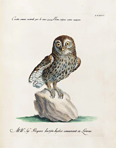 owl-antique-print-giclee-framed-musuem-outlets.jpg