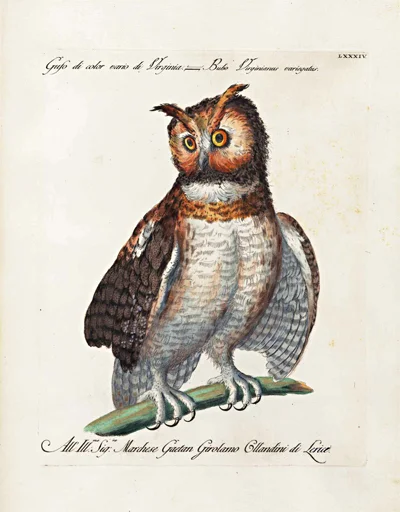 antique-owl-prints-giclee-framed-museum-outlets.jpg