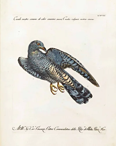 antique-bird-prints-Cucule-Cenerino-giclee-framed-museum-outlets.jpg