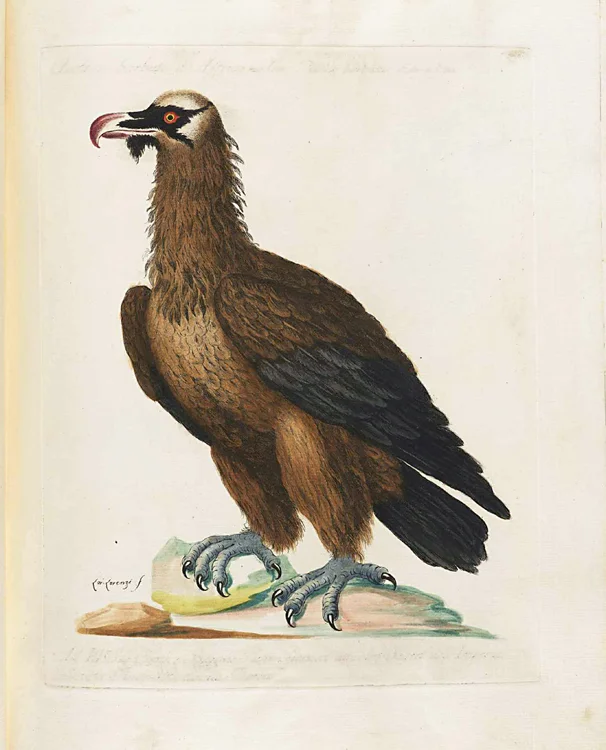 Masked-Dodo-antique-print-giclee-framed-museum-outlets.jpg