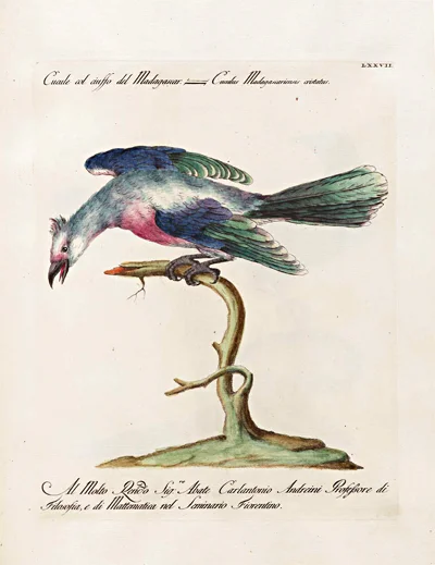 antique-bird-print-cucule-madasgar-framed-giclee-museum-outlets.jpg