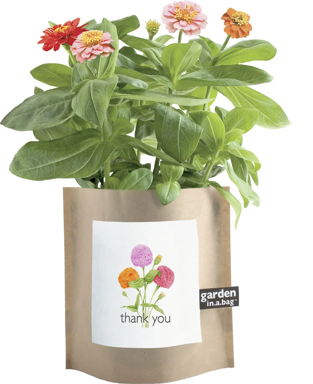 thank-you-gift-zinnia-garden-in-a-bag-museum-outlets.jpg