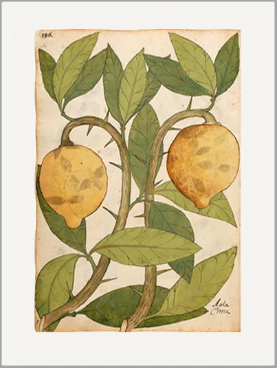 antique-botanical-lemons-greeting-card-museum-outlets.jpg