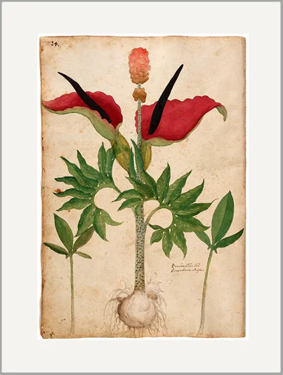 antique botanical greeting card