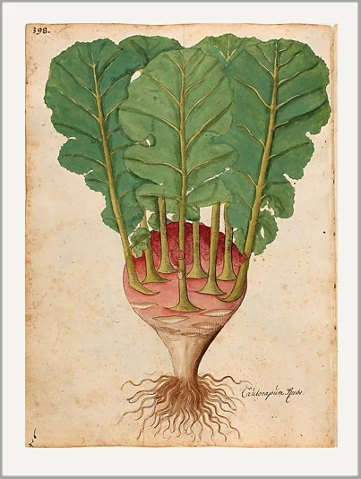 beet antique vegetable greeting card