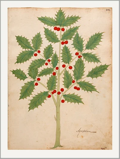 holly antique engraving holiday greeting card