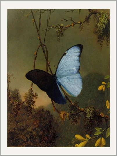 Martin Johnson Heade Butterfly Blue Morpho Fine Art Greeting Card