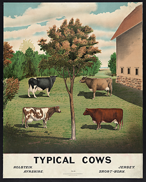 typical-cows-vintage-advertising-poster-museum-outlets.jpg