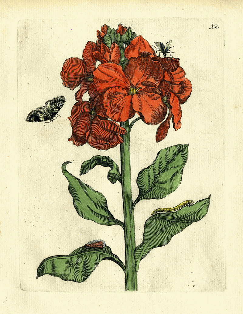 antique-botanical-merian-print-red-blossom-wall-art-museum-outlets.gif