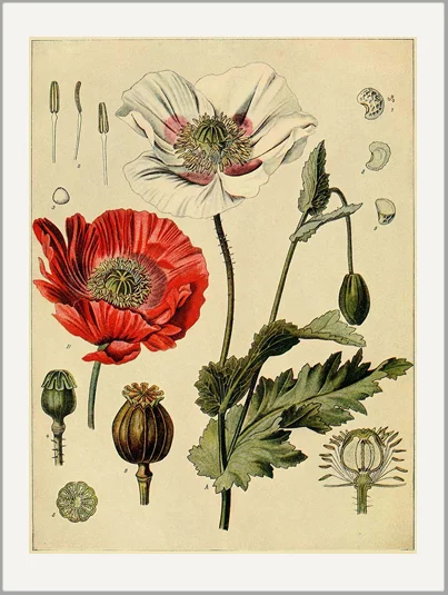 antique-botanical-poppy-greeting-card-museum-outlets.jpg