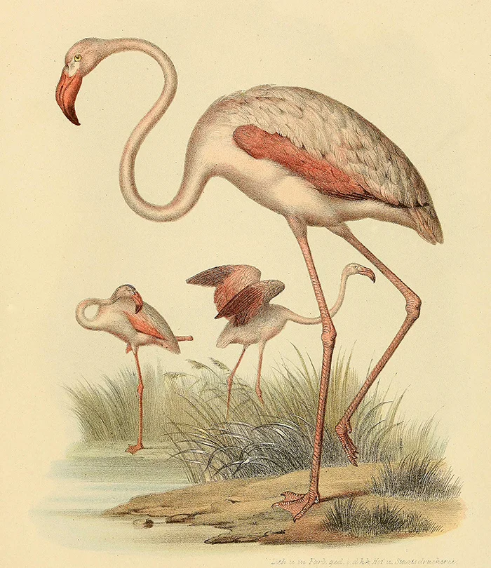 flamingo-wall-print-museum-outlets.jpg